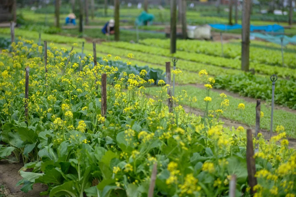 Khu sơ chế và cân hàng